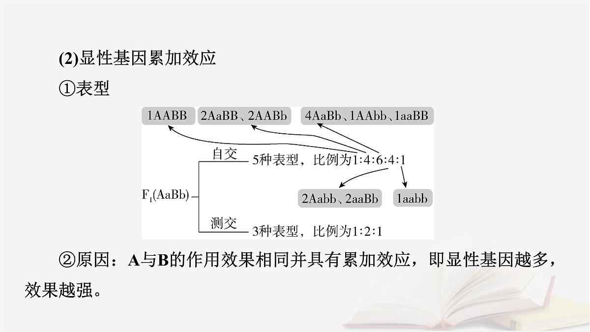 2026届高考生物一轮总复习必修2微专题6基因自由组合定律课件第4页