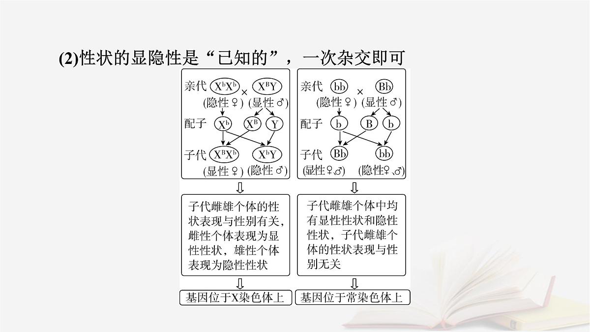 2026届高考生物一轮总复习必修2微专题7基因在染色体上位置的判断课件第3页