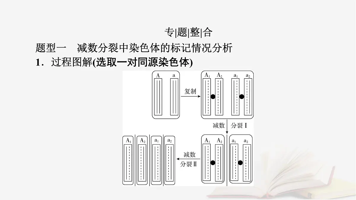 2026届高考生物一轮总复习必修2微专题8DNA复制与细胞分裂中染色体标记课件第2页