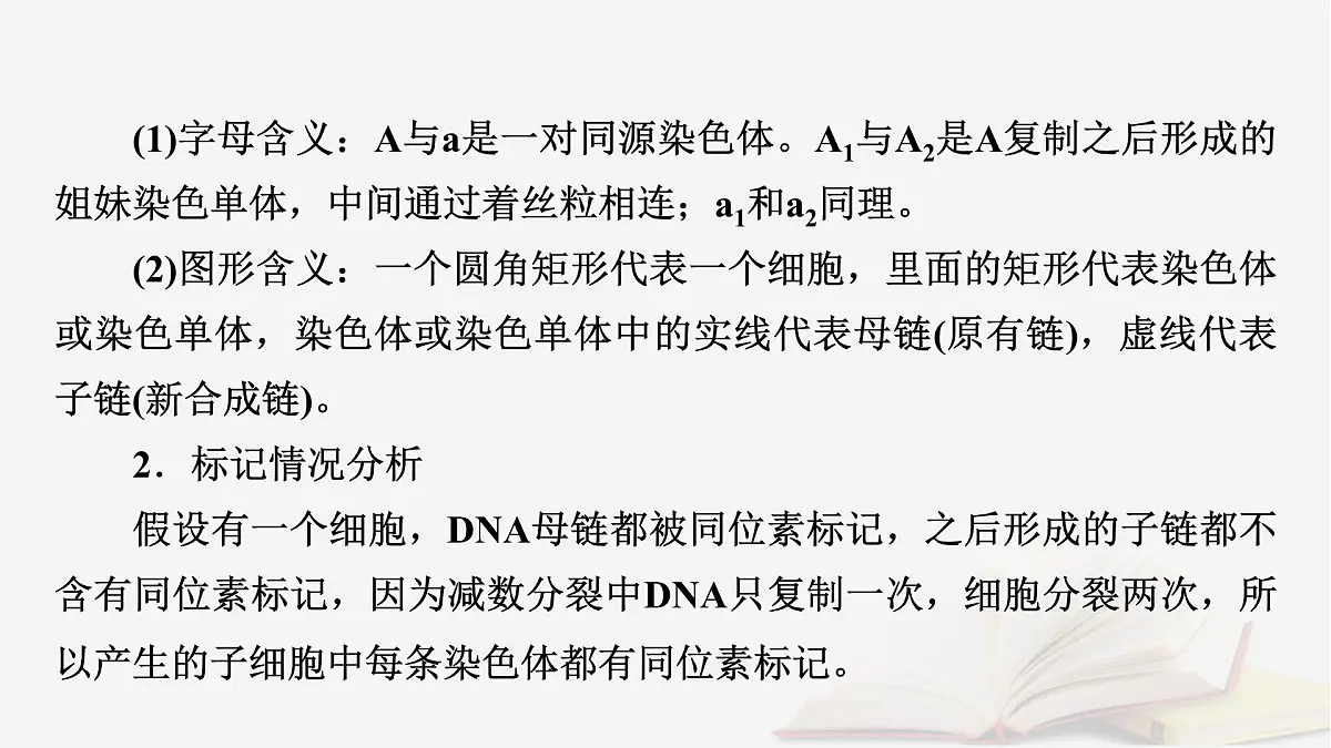 2026届高考生物一轮总复习必修2微专题8DNA复制与细胞分裂中染色体标记课件第3页