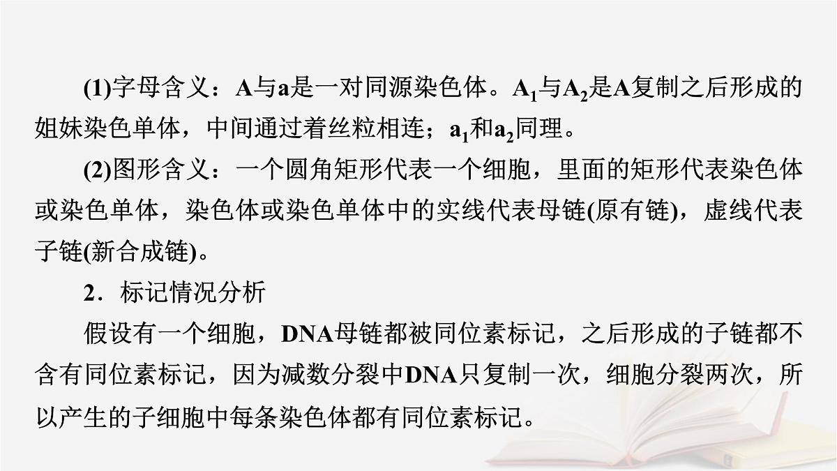 2026届高考生物一轮总复习必修2微专题8DNA复制与细胞分裂中染色体标记课件第3页