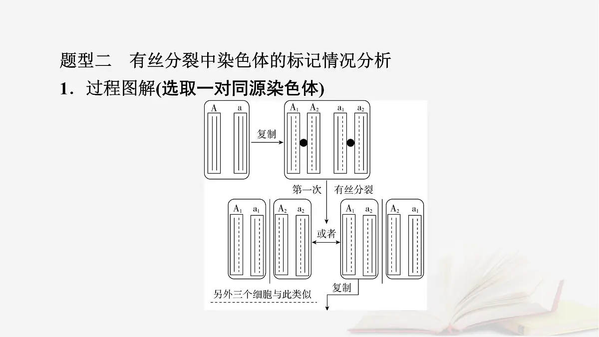 2026届高考生物一轮总复习必修2微专题8DNA复制与细胞分裂中染色体标记课件第4页