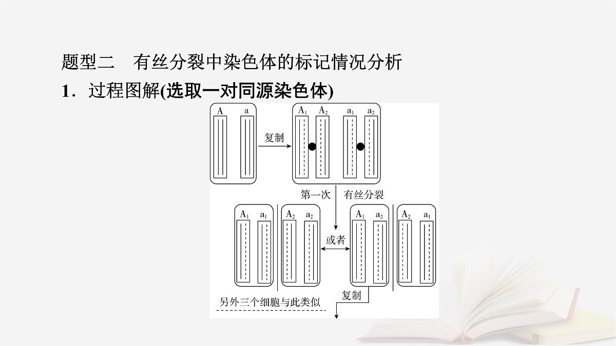 2026届高考生物一轮总复习必修2微专题8DNA复制与细胞分裂中染色体标记课件第4页