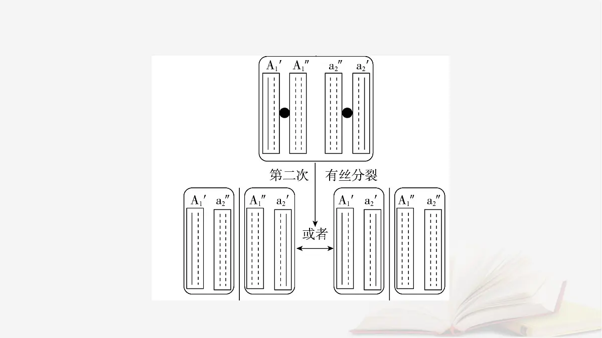 2026届高考生物一轮总复习必修2微专题8DNA复制与细胞分裂中染色体标记课件第5页