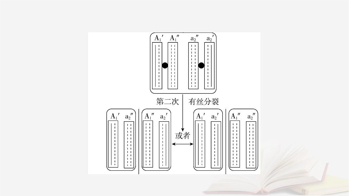 2026届高考生物一轮总复习必修2微专题8DNA复制与细胞分裂中染色体标记课件第5页