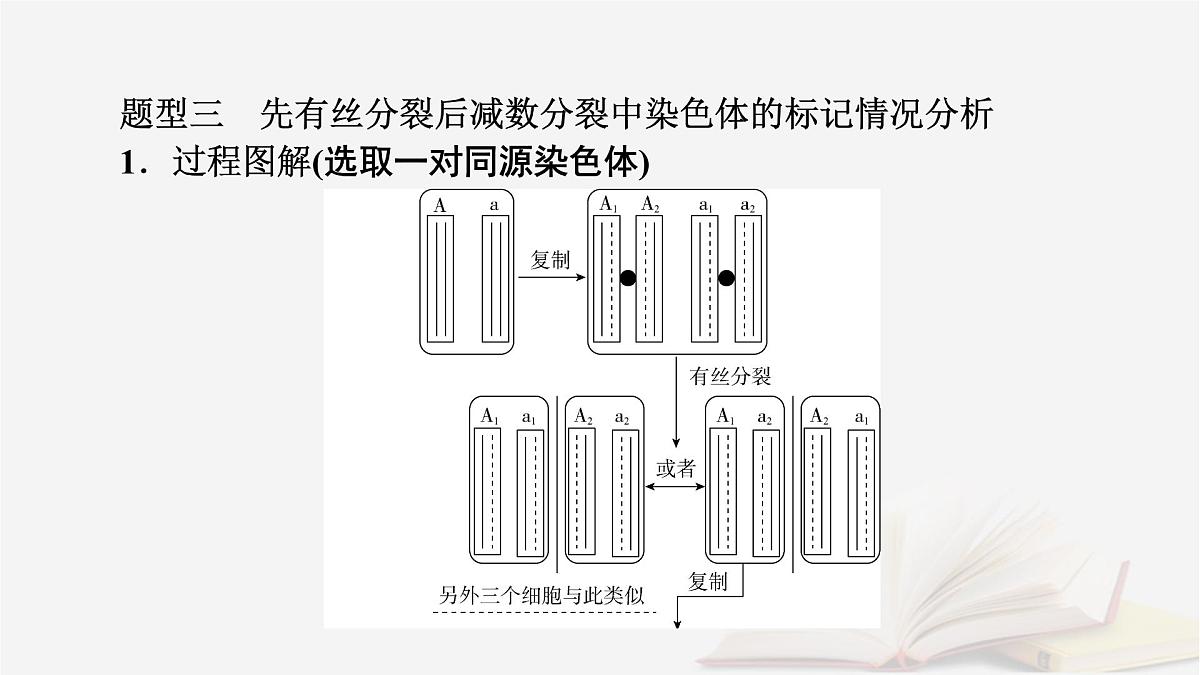 2026届高考生物一轮总复习必修2微专题8DNA复制与细胞分裂中染色体标记课件第7页