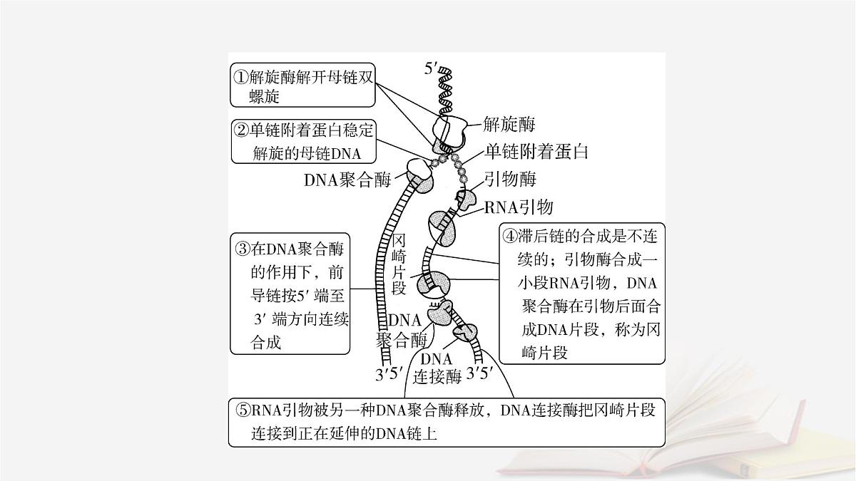 2026届高考生物一轮总复习必修2微专题9冈崎片段和基因表达的调控课件第3页