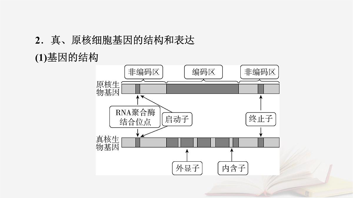 2026届高考生物一轮总复习必修2微专题9冈崎片段和基因表达的调控课件第4页