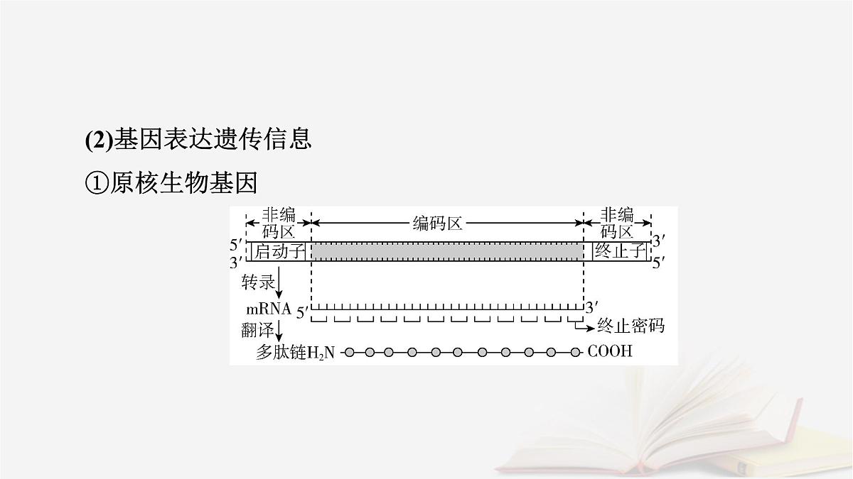 2026届高考生物一轮总复习必修2微专题9冈崎片段和基因表达的调控课件第5页