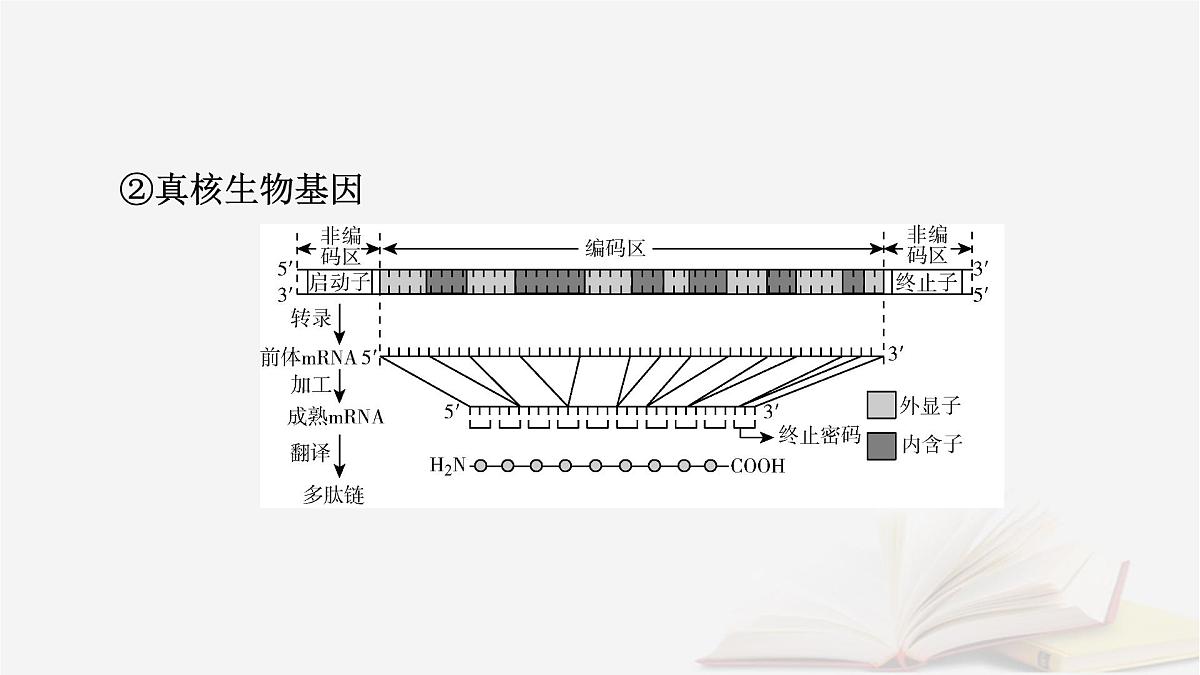 2026届高考生物一轮总复习必修2微专题9冈崎片段和基因表达的调控课件第6页