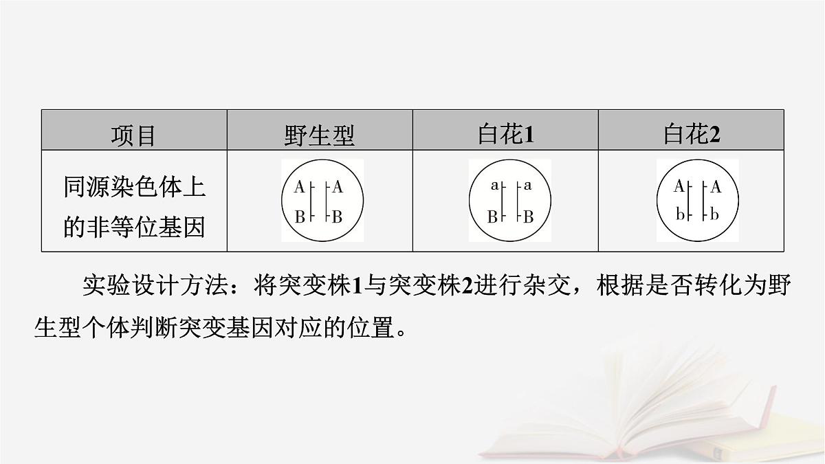 2026届高考生物一轮总复习必修2微专题10生物变异类型的判断及应用课件第6页