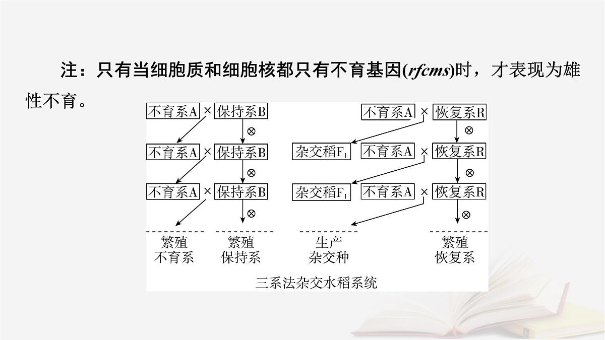 2026届高考生物一轮总复习必修2热点拓展3雄性不育与三系法两系法杂交育种课件第3页