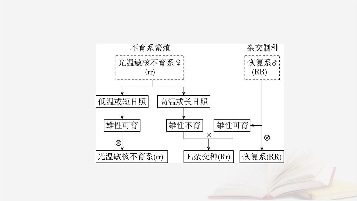 2026届高考生物一轮总复习必修2热点拓展3雄性不育与三系法两系法杂交育种课件第5页