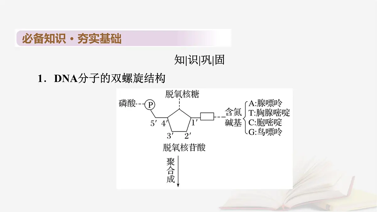 2026届高考生物一轮总复习必修2第6单元遗传的分子基础第2讲DNA分子的结构复制与基因的本质课件第7页