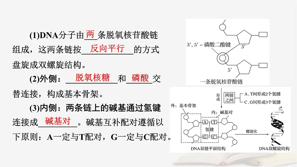 2026届高考生物一轮总复习必修2第6单元遗传的分子基础第2讲DNA分子的结构复制与基因的本质课件第8页