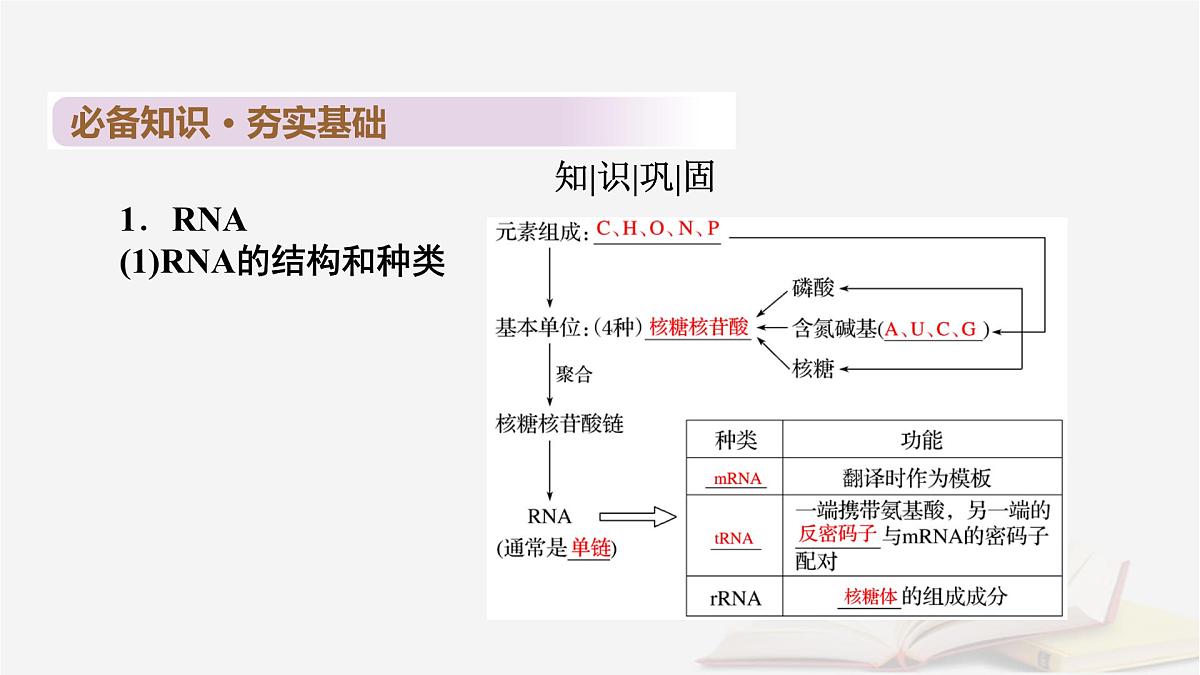 2026届高考生物一轮总复习必修2第6单元遗传的分子基础第3讲基因的表达课件第6页