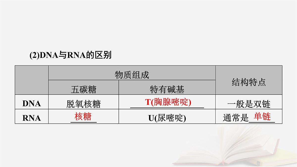 2026届高考生物一轮总复习必修2第6单元遗传的分子基础第3讲基因的表达课件第7页