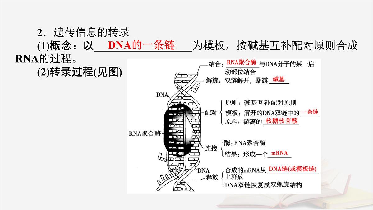 2026届高考生物一轮总复习必修2第6单元遗传的分子基础第3讲基因的表达课件第8页
