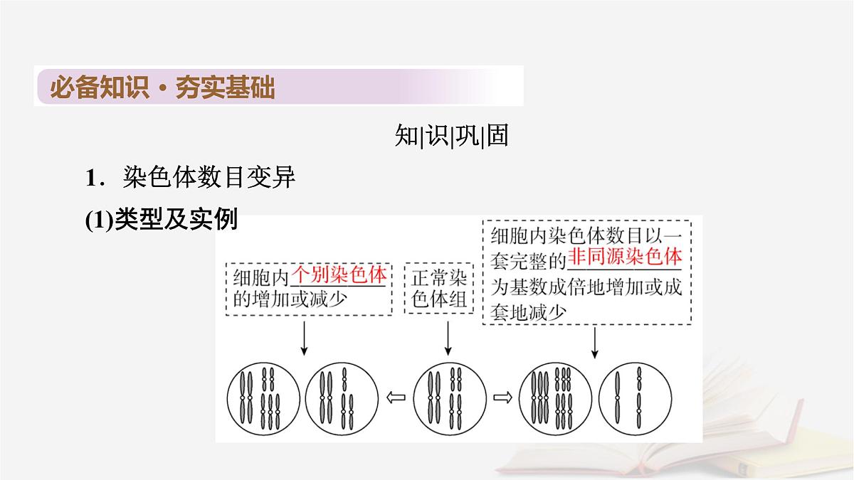 2026届高考生物一轮总复习必修2第7单元生物的变异育种与进化第2讲染色体变异及其应用课件第7页