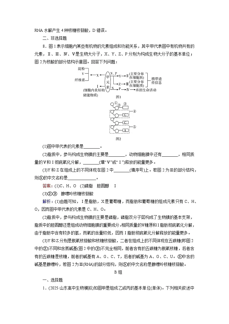 2026届高考生物一轮总复习提能训练练案4核酸是遗传信息的携带者第3页