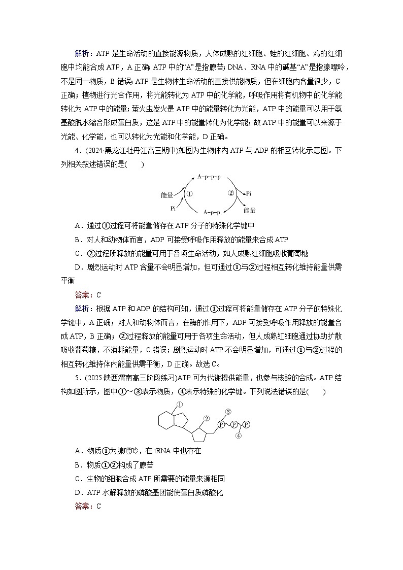 2026届高考生物一轮总复习提能训练练案10ATP和细胞呼吸第2页