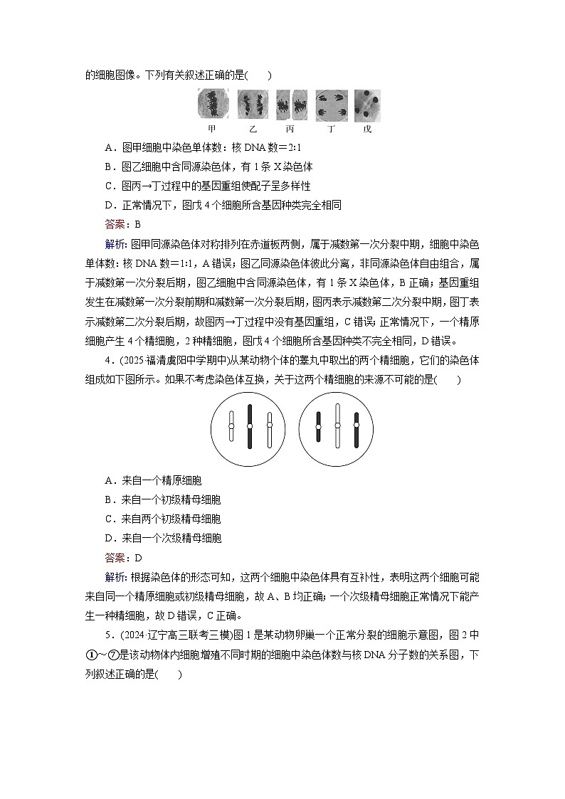 2026届高考生物一轮总复习提能训练练案16细胞的减数分裂和受精作用第2页