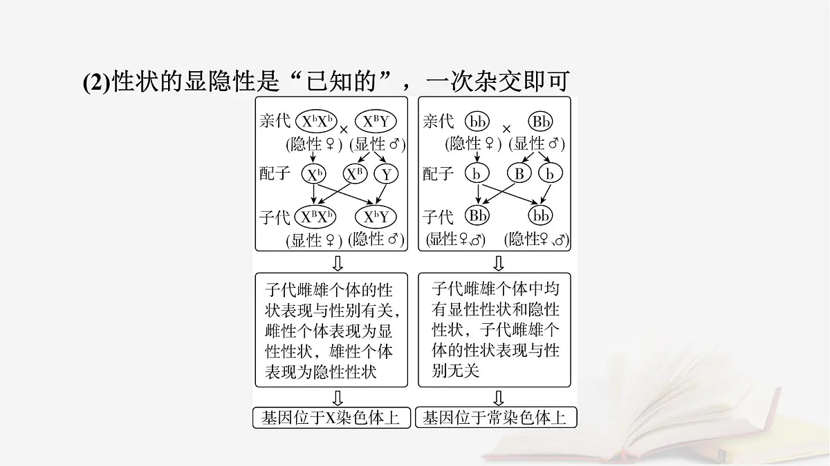 2026届高考生物一轮总复习必修2微专题7基因在染色体上位置的判断课件第3页