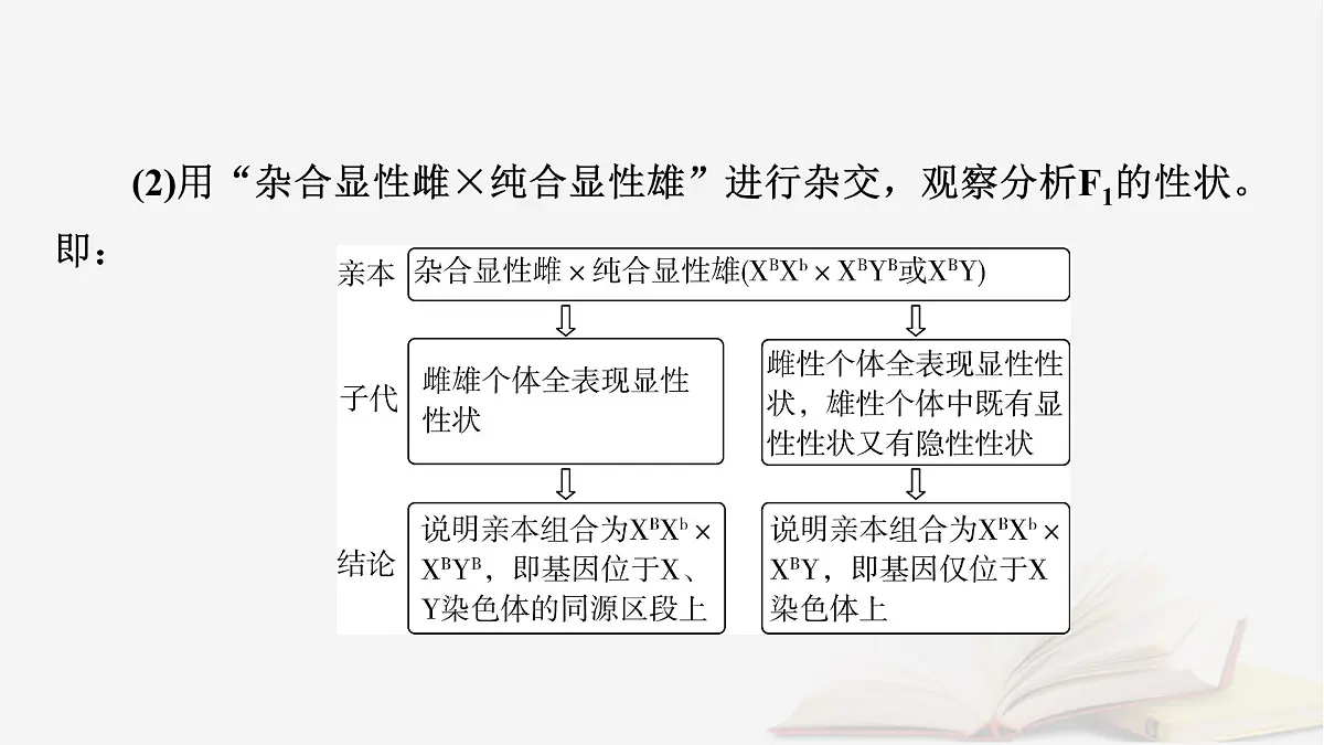 2026届高考生物一轮总复习必修2微专题7基因在染色体上位置的判断课件第7页