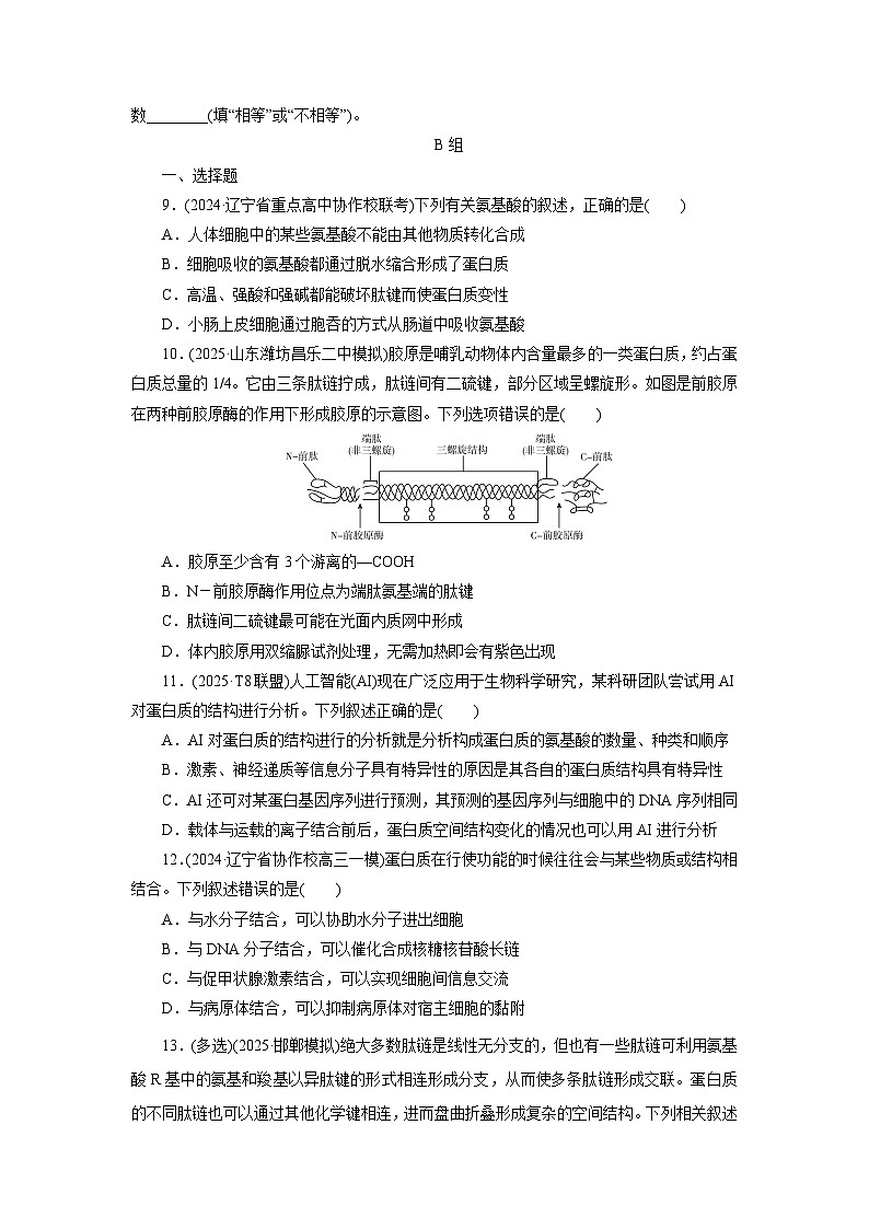 2026届高考生物一轮总复习提能训练练案3蛋白质是生命活动的主要承担者第3页