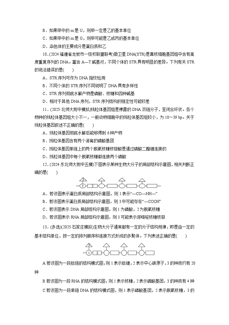 2026届高考生物一轮总复习提能训练练案4核酸是遗传信息的携带者第3页