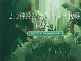 人教版（2019）高中生物選擇性必修一2.3神經(jīng)沖動(dòng)的產(chǎn)生與傳導(dǎo)（第2課時(shí)） 課件