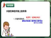 人教版（2019）高中生物選擇性必修一2.3神經(jīng)沖動(dòng)的產(chǎn)生與傳導(dǎo)（第2課時(shí)） 課件