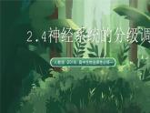 人教版（2019）高中生物選擇性必修一2.4神經(jīng)系統(tǒng)的分級調(diào)節(jié) 課件