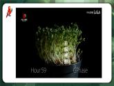 人教版（2019）高中生物選擇性必修一5.1 植物生長素(第1課時) 課件