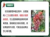 人教版（2019）高中生物選擇性必修一5.3 植物生長調(diào)節(jié)劑的應(yīng)用 課件