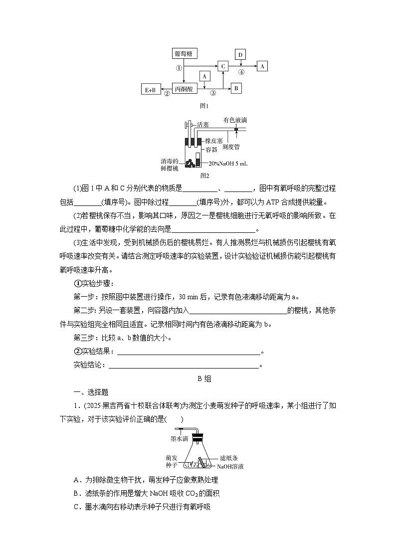 2026届高考生物一轮总复习提能训练练案11细胞呼吸的影响因素探究酵母菌细胞呼吸的方式第3页