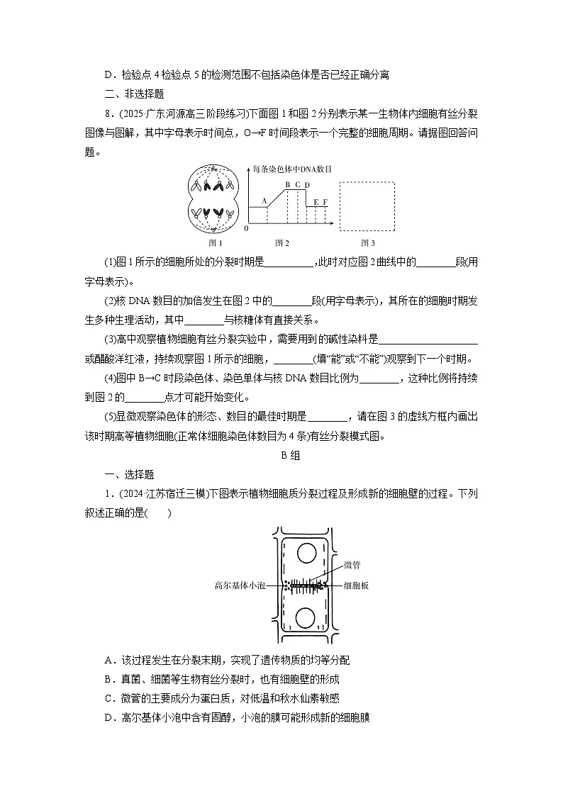 2026届高考生物一轮总复习提能训练练案15细胞的增殖第3页
