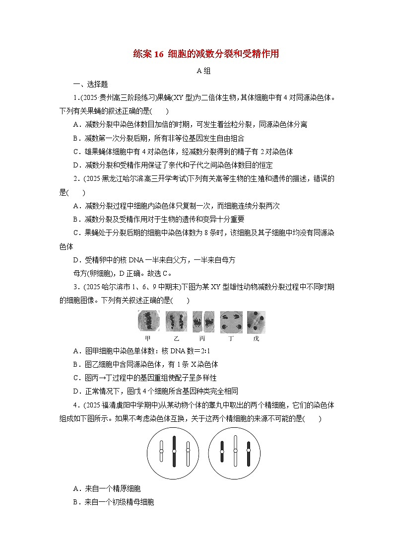 2026届高考生物一轮总复习提能训练练案16细胞的减数分裂和受精作用第1页