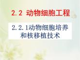 人教版 (新課標(biāo))高中生物選修3 2.2.1《動(dòng)物細(xì)胞培養(yǎng)和核移植技術(shù)》課件