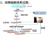 人教版 (新課標(biāo))高中生物選修3 2.2.1《動(dòng)物細(xì)胞培養(yǎng)和核移植技術(shù)》課件