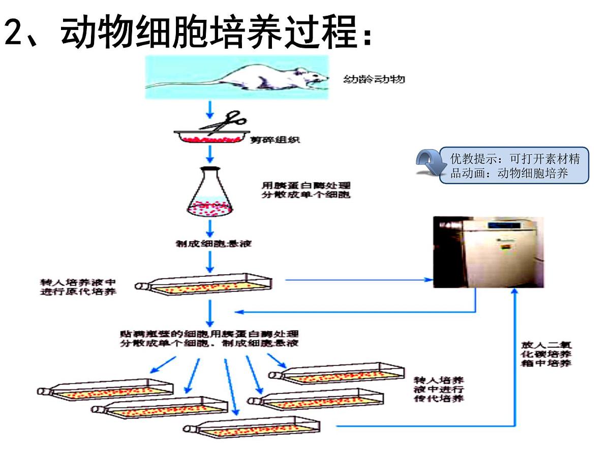 人教版 (新课标)高中生物选修3 2.2.1《动物细胞培养和核移植技术》课件第4页