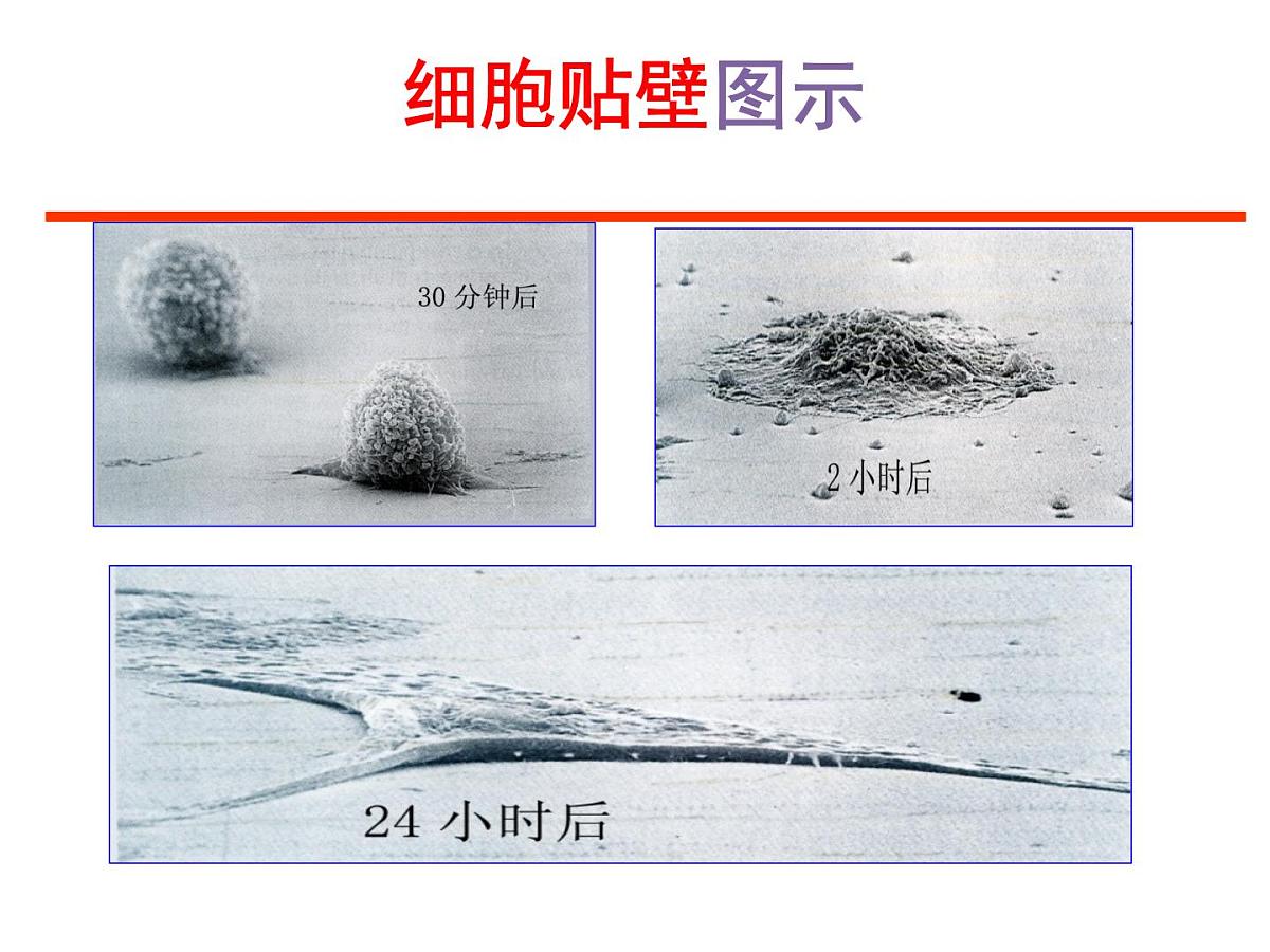 人教版 (新课标)高中生物选修3 2.2.1《动物细胞培养和核移植技术》课件第8页