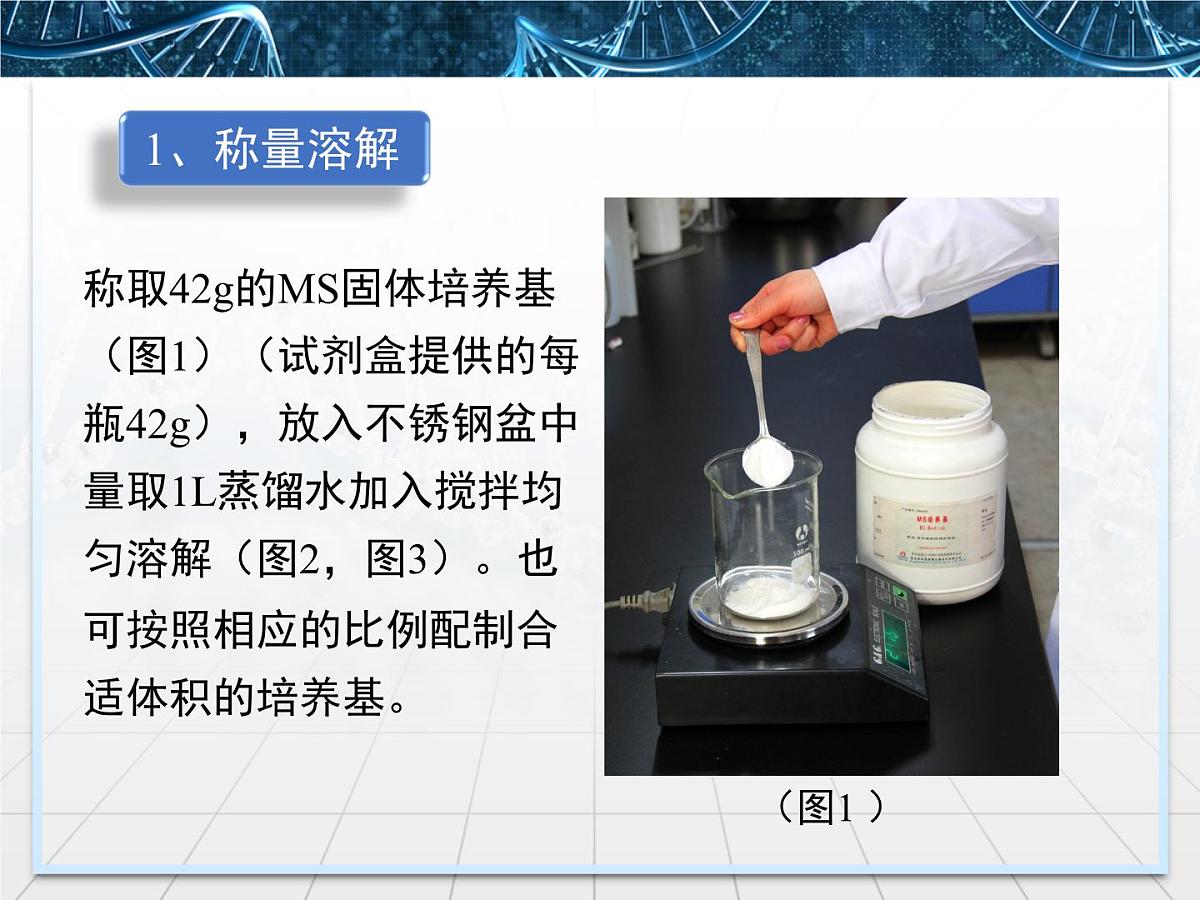 人教版 (新课标)高中生物选修3 2.1.2《植物组培实验操作指导》探究课件第4页