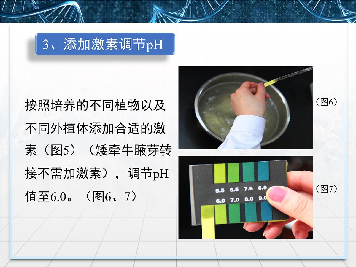 人教版 (新课标)高中生物选修3 2.1.2《植物组培实验操作指导》探究课件第7页