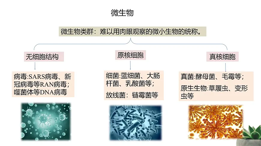 人教版高中生物选修3 1-2《微生物的培养技术及应用》第1课时 教学课件第4页