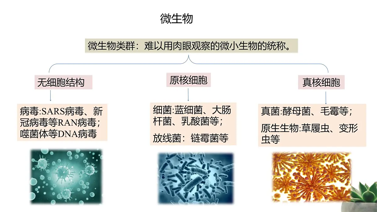 人教版高中生物选修3 1-2《微生物的培养技术及应用》第2课时 教学课件第4页
