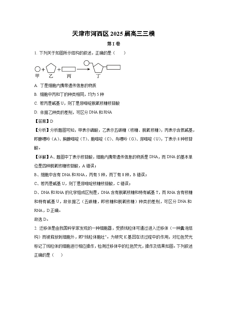 天津市河西区2025届高三三模[高考模拟]生物试卷（解析版）第1页