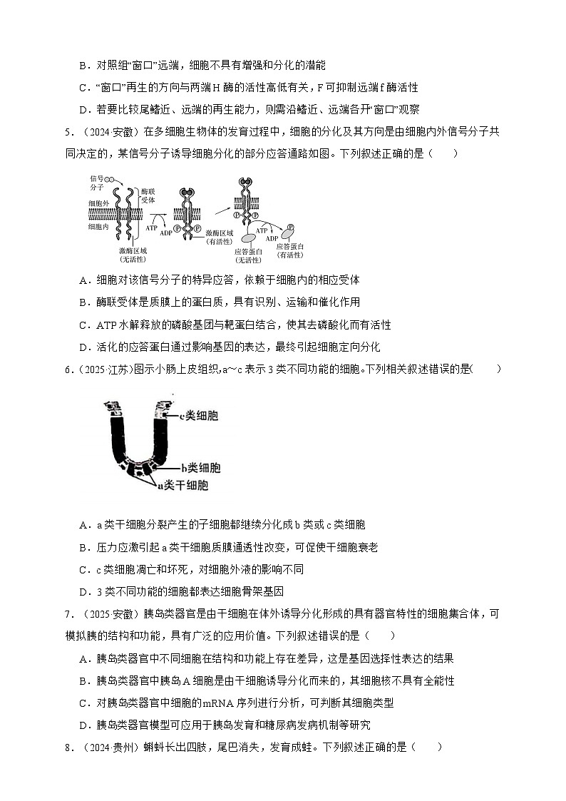 备战2026年高考生物真题分类汇编专题08细胞的分化、衰老和凋亡(原卷版+解析版）第2页