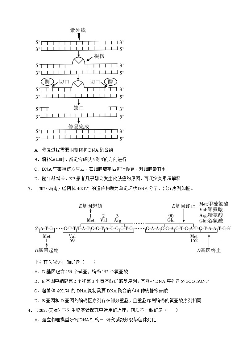 备战2026年高考生物真题分类汇编专题09基因的本质(原卷版+解析版）第2页