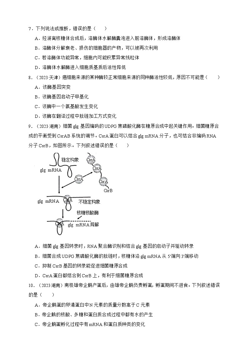 备战2026年高考生物真题分类汇编专题10基因的表达(原卷版+解析版）第3页